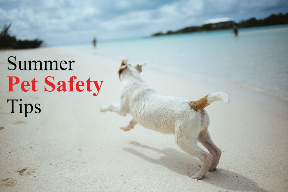 Summer Pet Safety Tips